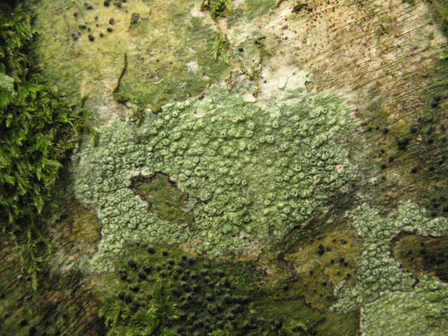 Una Riserva forestiera pi� settentrionale